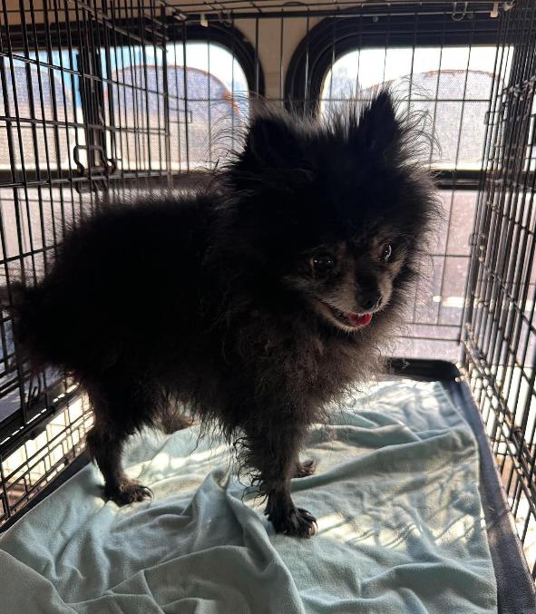 Enlarge Fluffy in TX, a Adoptable mixed breed in Cranston, RI image 1/2