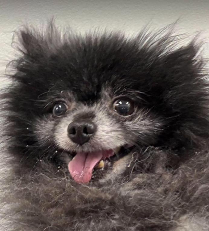 Enlarge Fluffy in TX, a Adoptable mixed breed in Cranston, RI image 2/2
