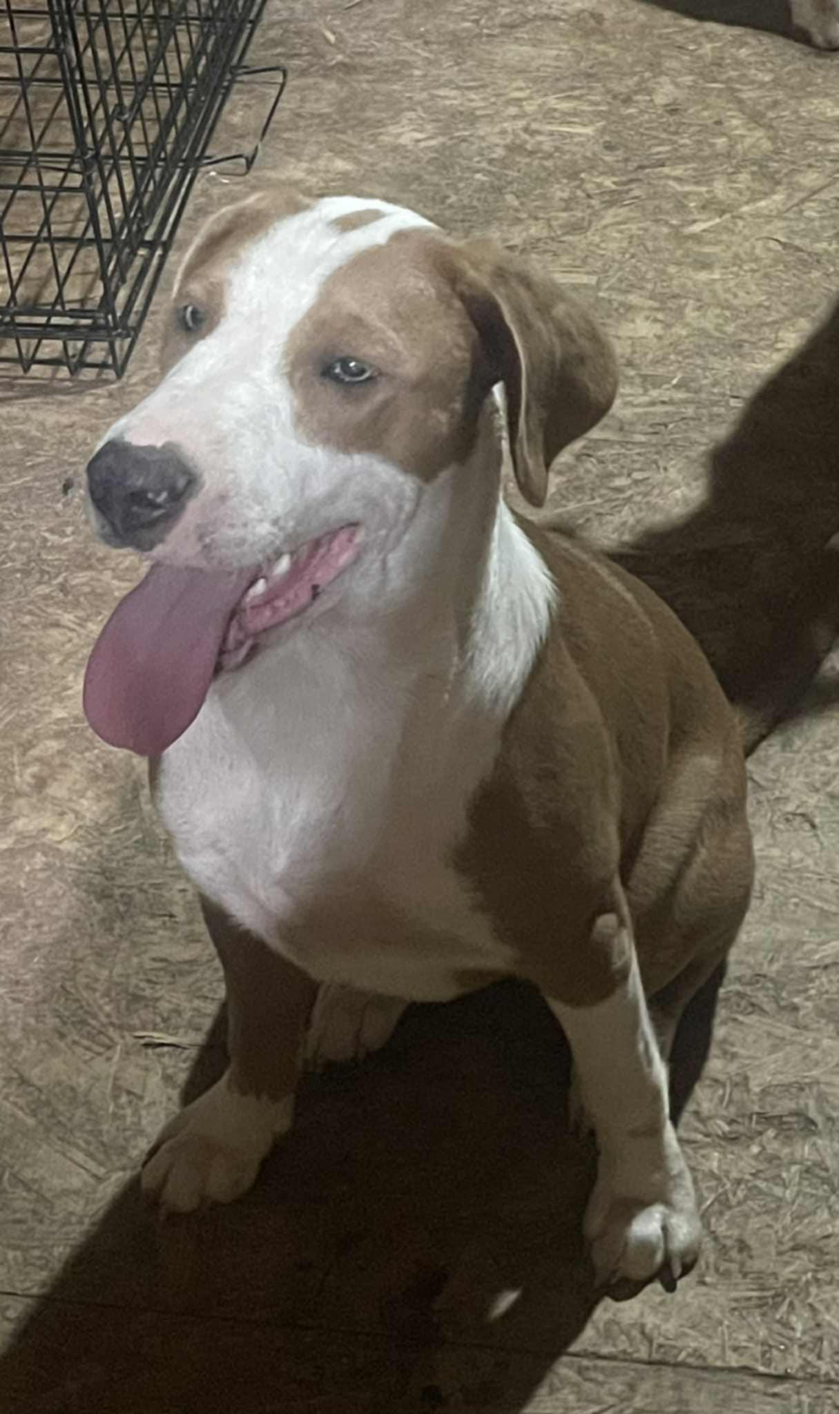 Bullseye thumbnail 4