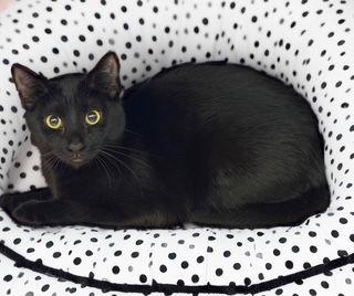 Eclipse, Adoptable, Young Female Domestic Short Hair.