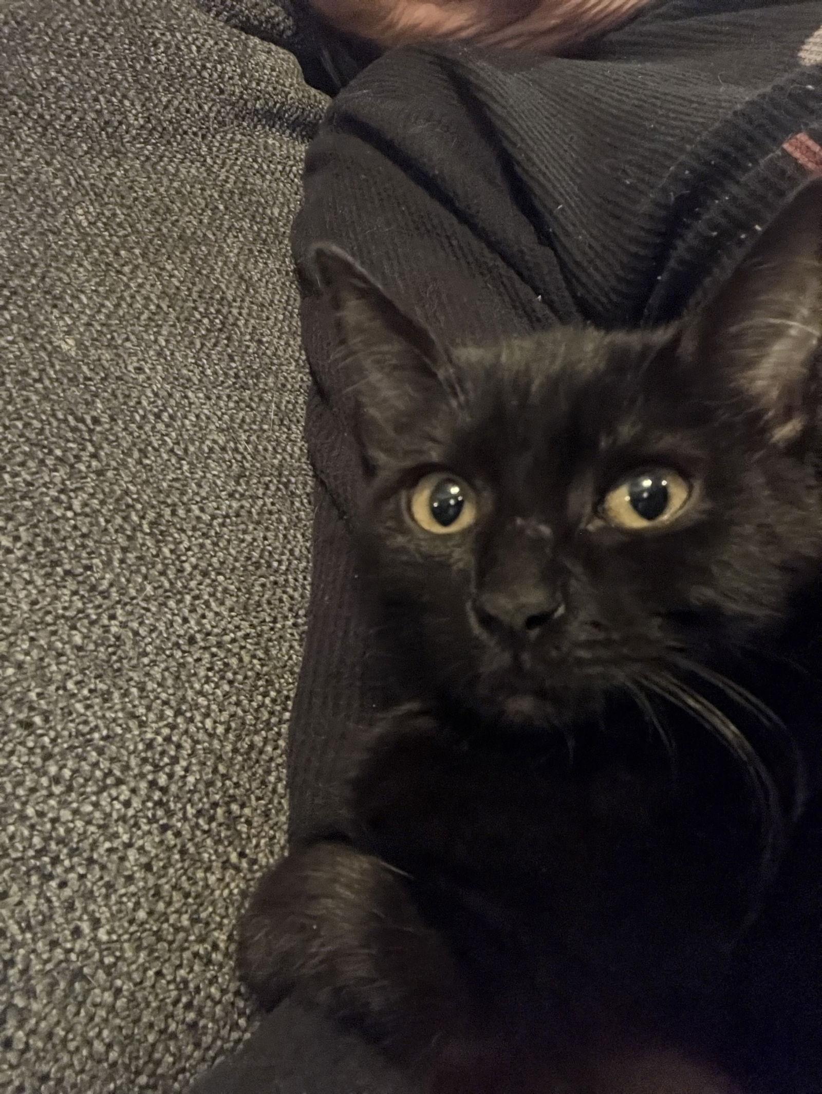 Enlarge Eclipse, a Adoptable Domestic Short Hair in Chandler, AZ image 1/1