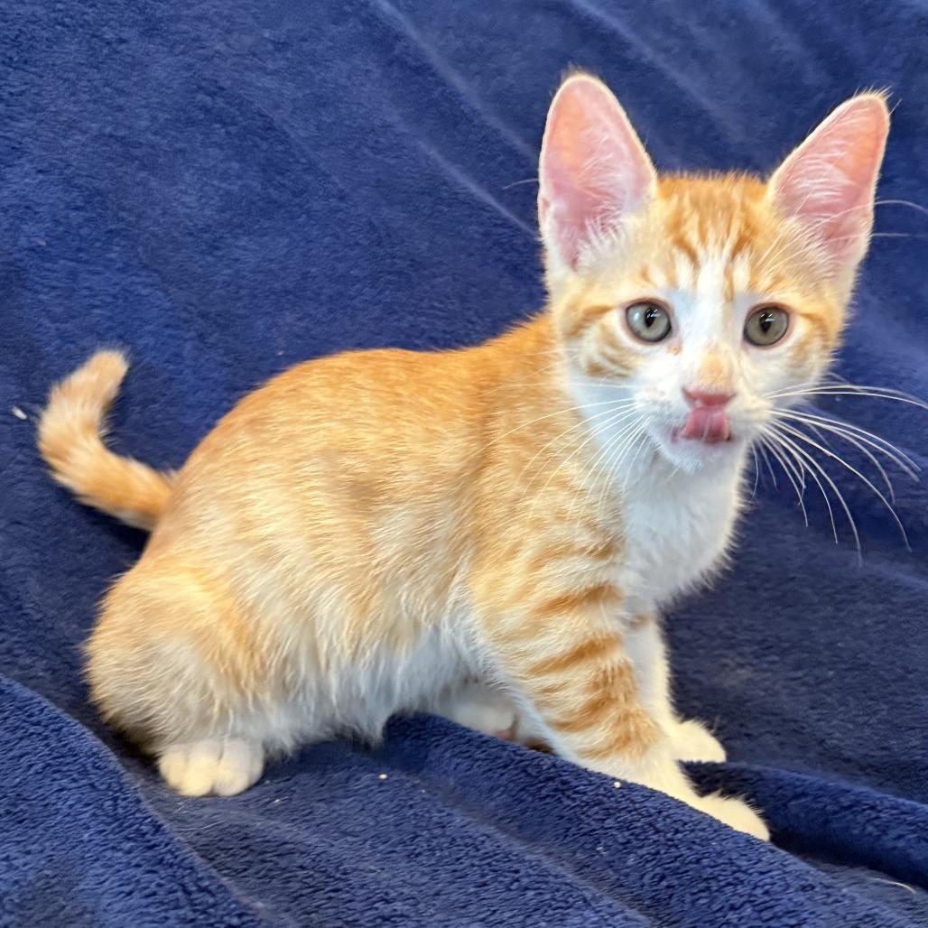 Tangelo, Adoptable, Kitten Male Domestic Short Hair.