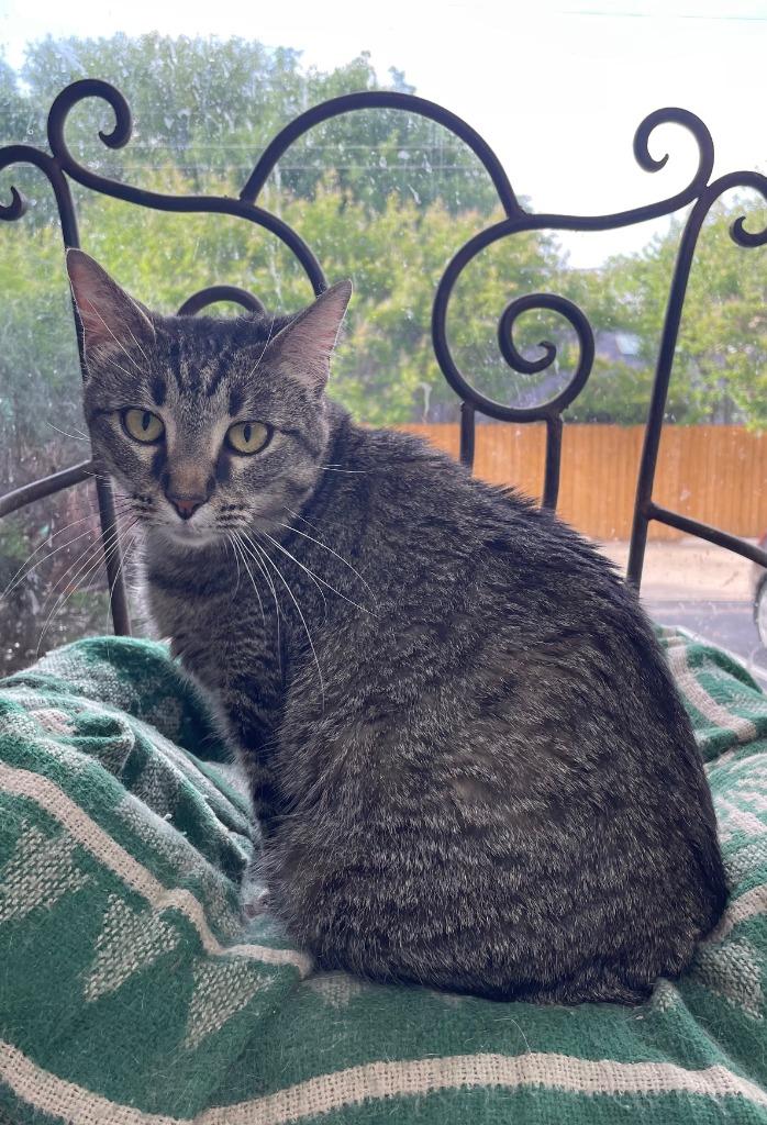 Meringue (FIV+), Adoptable, Young Female Domestic Short Hair.