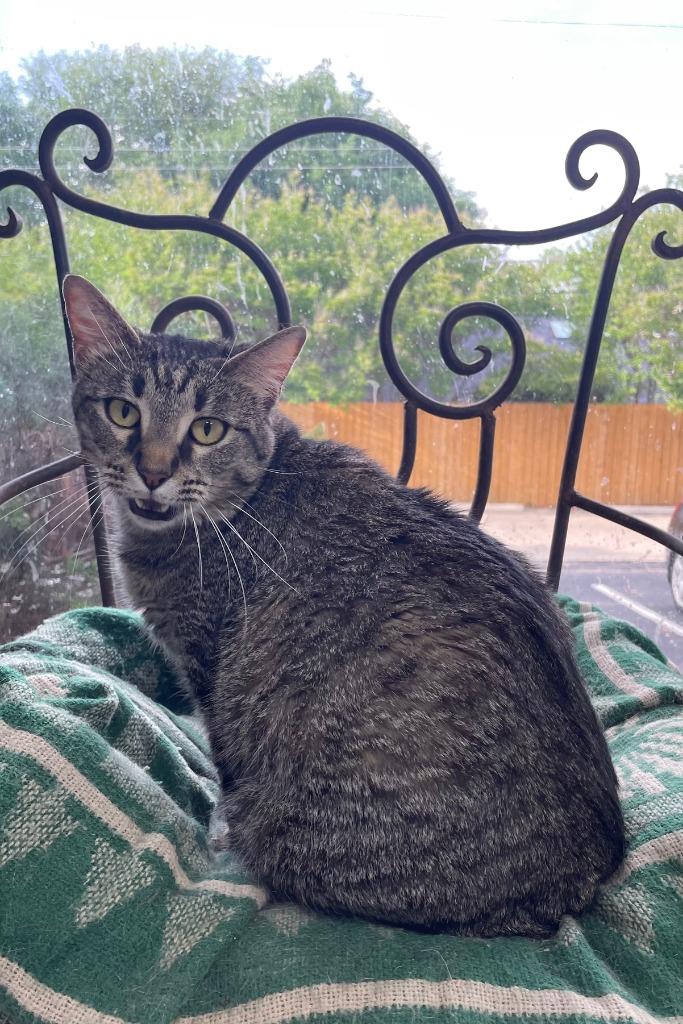 Enlarge Meringue (FIV+), a Adoptable mixed breed in Fort Worth, TX image 4/4