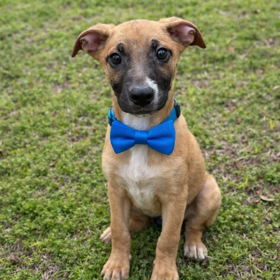 Peanut — thumbnail 2