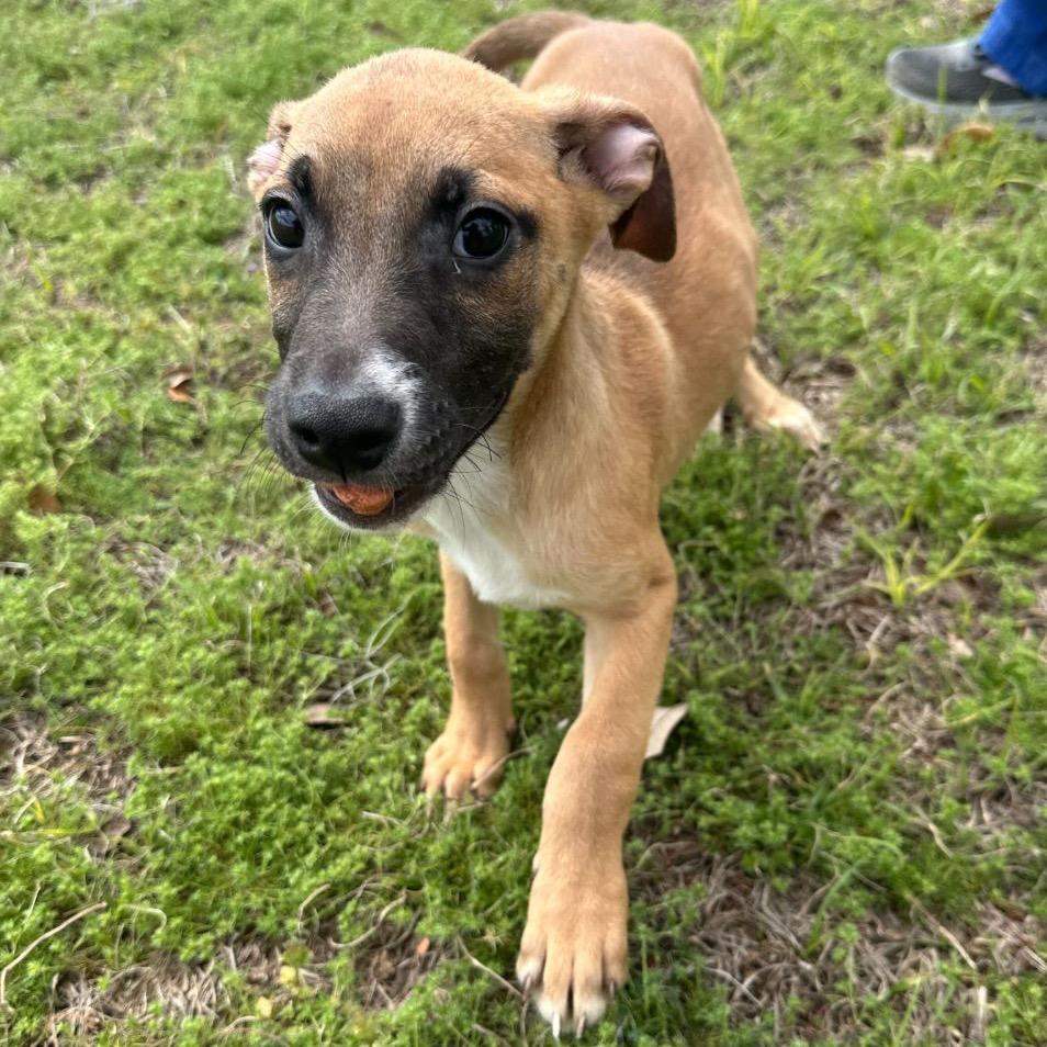 Peanut — thumbnail 3