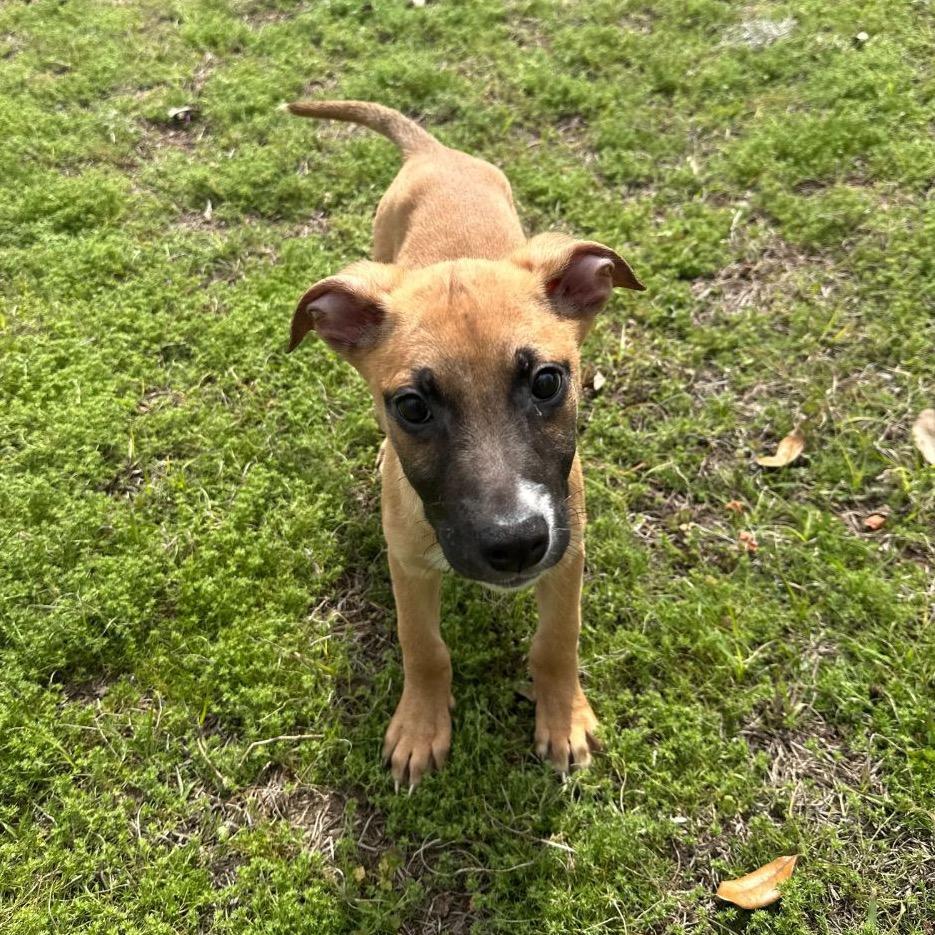 Peanut — thumbnail 4