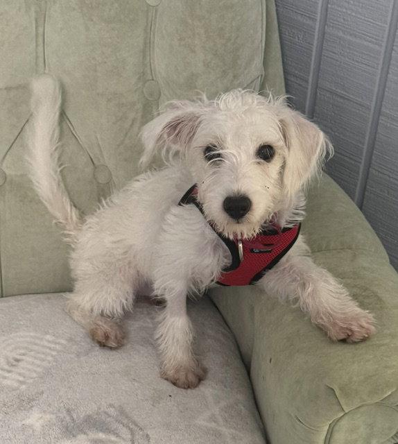 Enlarge Frankee Frost, a Adopted Terrier in Alpharetta, GA image 2/3