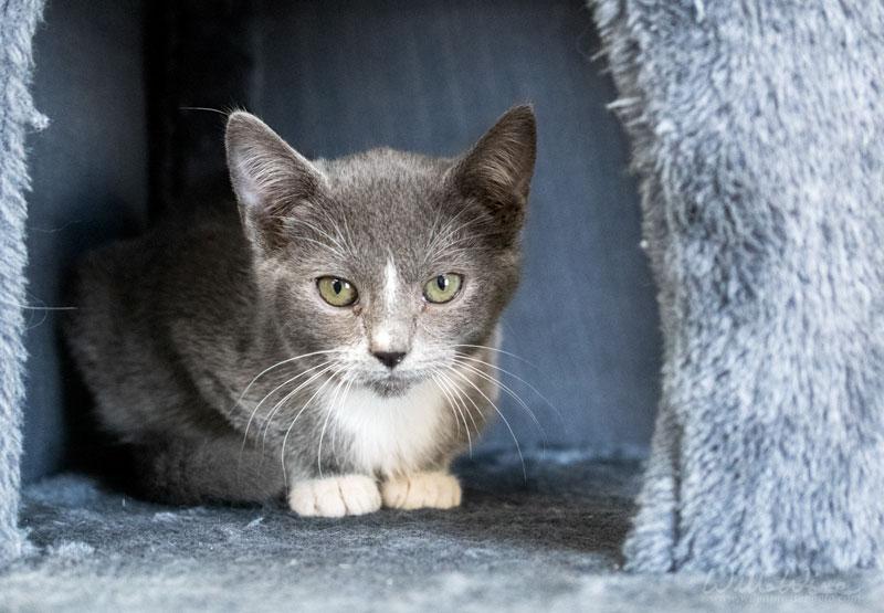 Dancer , ADOPTABLE, Kitten Male Domestic Short Hair.