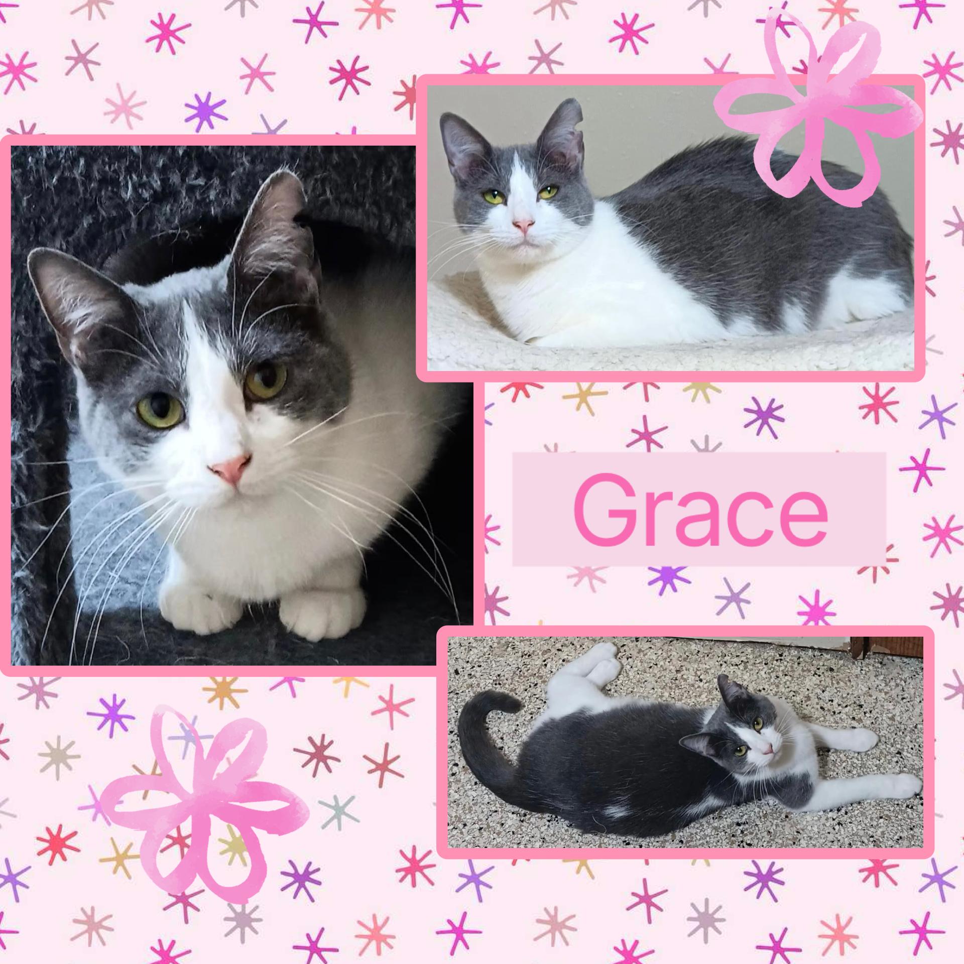 Grace, Adoptable, Young Female Domestic Short Hair.