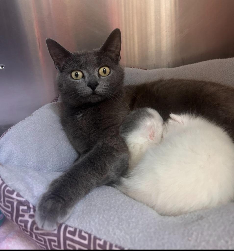 Juicy, Adoptable, Adult Female Domestic Short Hair.