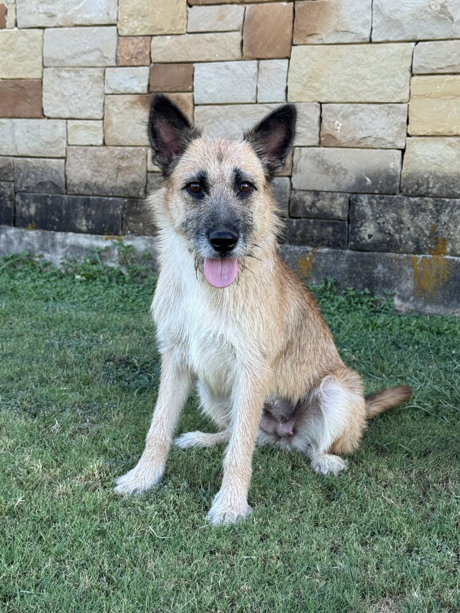 Sunnie, Adoptable, Adult Female Terrier.