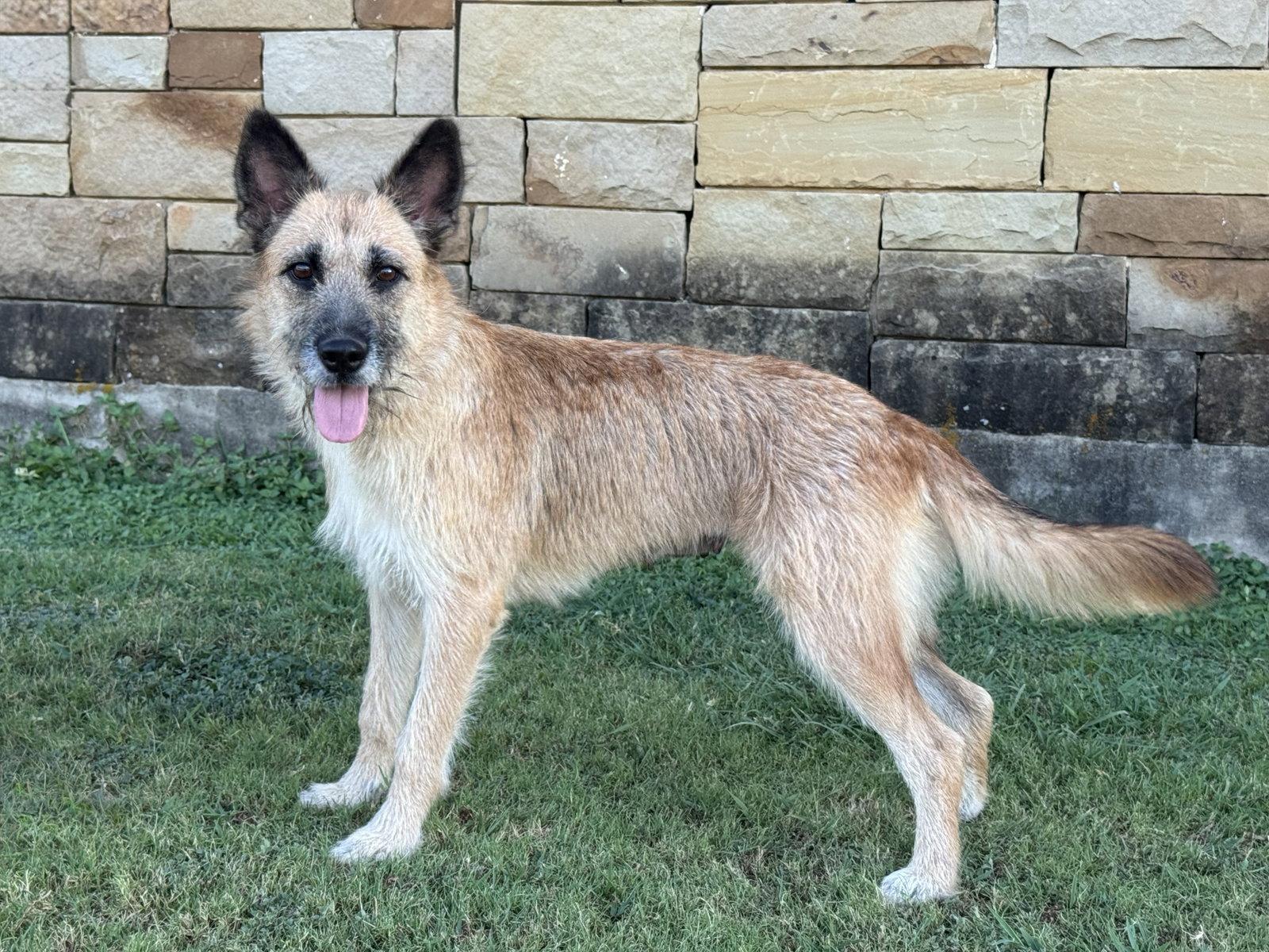 Enlarge Sunnie, a Adoptable Terrier in Helotes, TX image 2/3