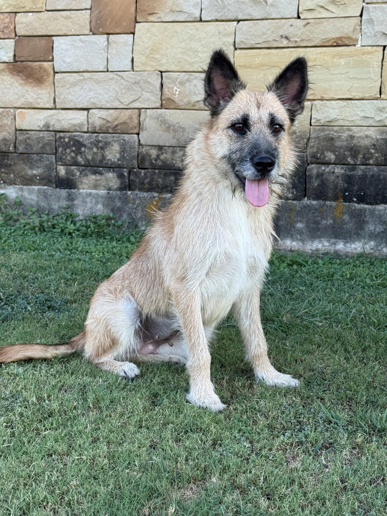 Enlarge Sunnie, a Adoptable Terrier in Helotes, TX image 3/3