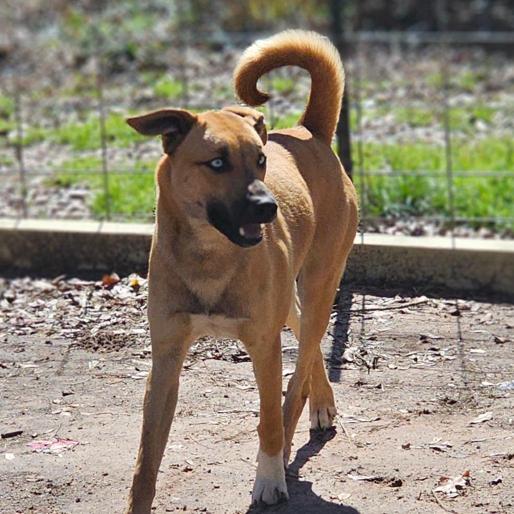 Toby — thumbnail 2