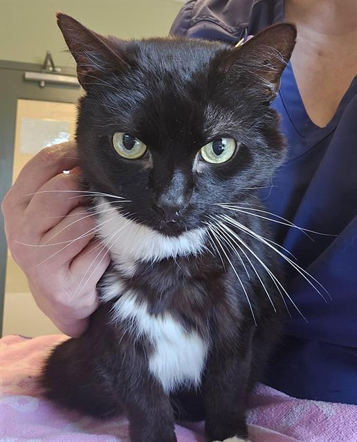 JAY, Adoptable, Adult Male Domestic Short Hair.