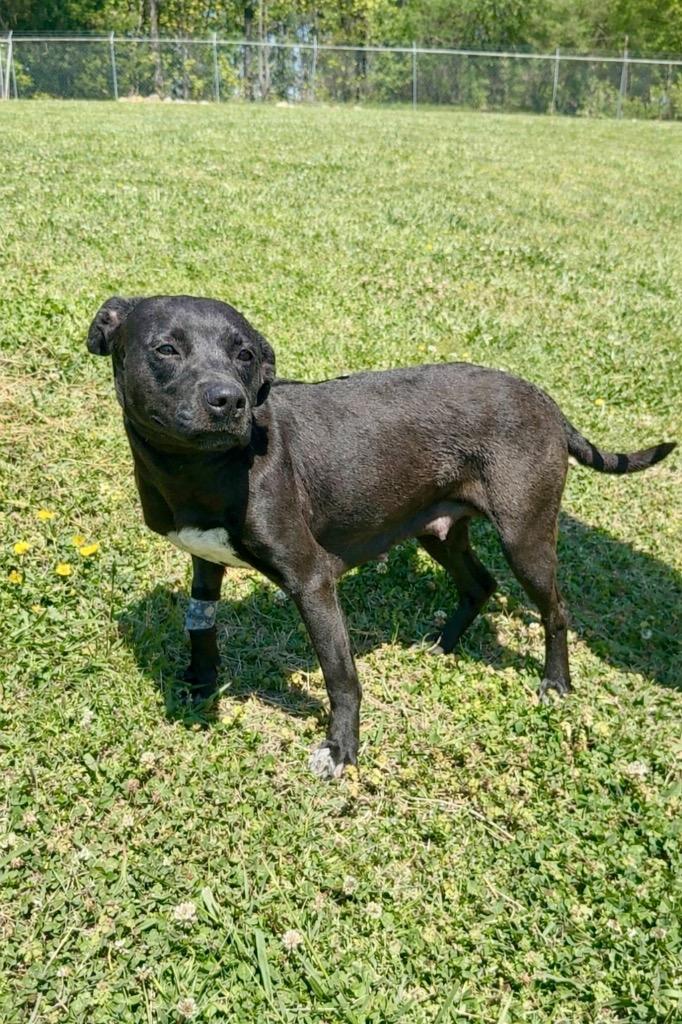 Enlarge Athens- Available for Adoption, a Adoptable mixed breed in Chickamauga , GA image 1/2