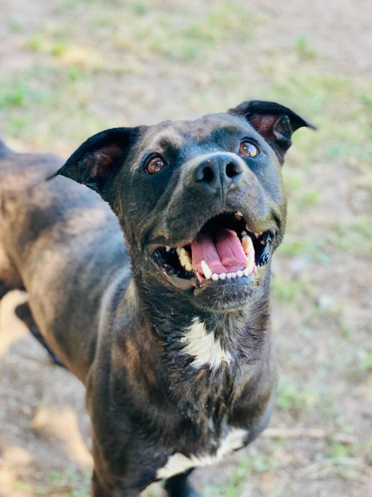 Athens- Available, a Adoptable mixed breed in Chickamauga , GA image 3/3