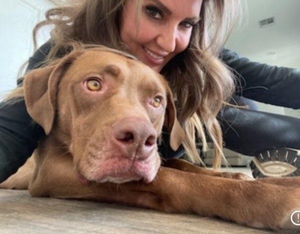 Gus, a Adoptable Labrador Retriever in Spring, TX image 2/5