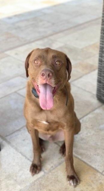 Gus, a Adoptable Labrador Retriever in Spring, TX image 1/5