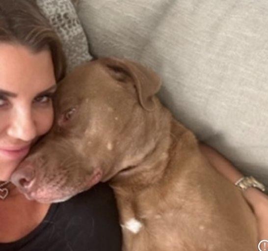 Gus, a Adoptable Labrador Retriever in Spring, TX image 5/5