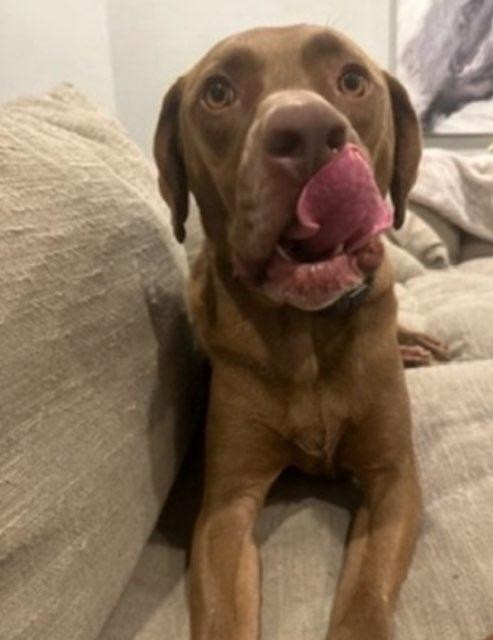 Gus, a Adoptable Labrador Retriever in Spring, TX image 3/5