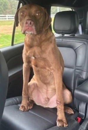 Gus, a Adoptable Labrador Retriever in Spring, TX image 4/5