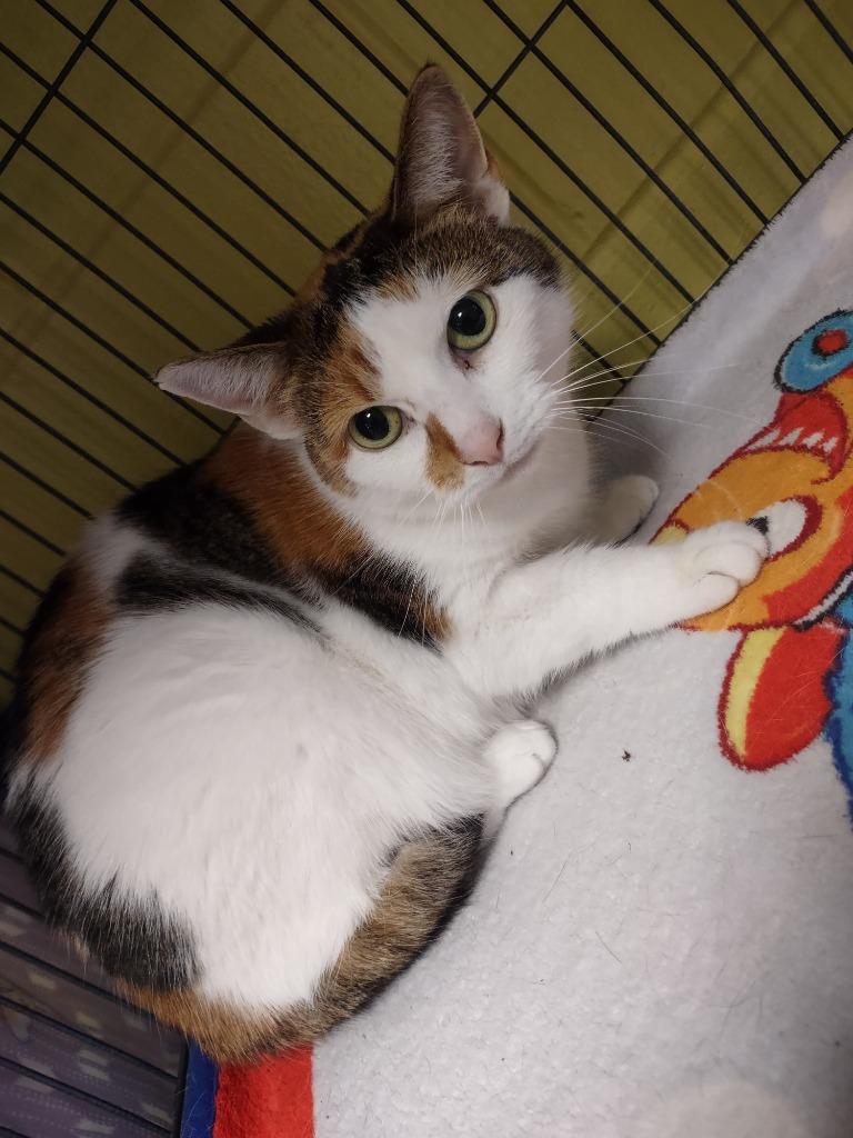 Ashflea Olsen / Hairy Kate, Adoptable, Adult Female Domestic Short Hair.