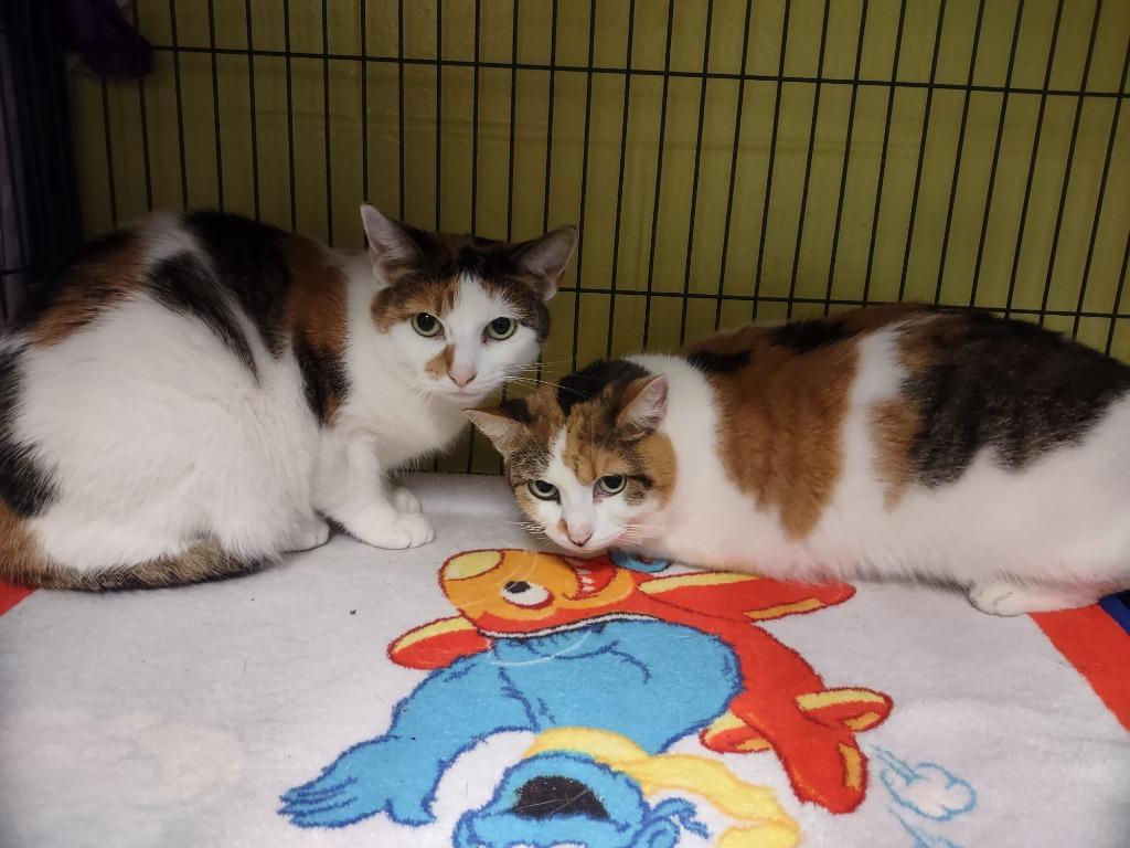 Ashflea Olsen / Hairy Kate, Adoptable, Adult Female Domestic Short Hair.