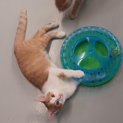 Squash, ADOPTABLE, Young Male Domestic Short Hair.