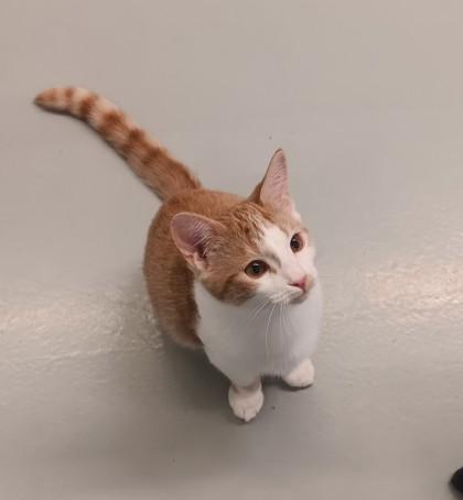 Enlarge Squash, a ADOPTABLE Domestic Short Hair in Boyne City, MI image 2/2