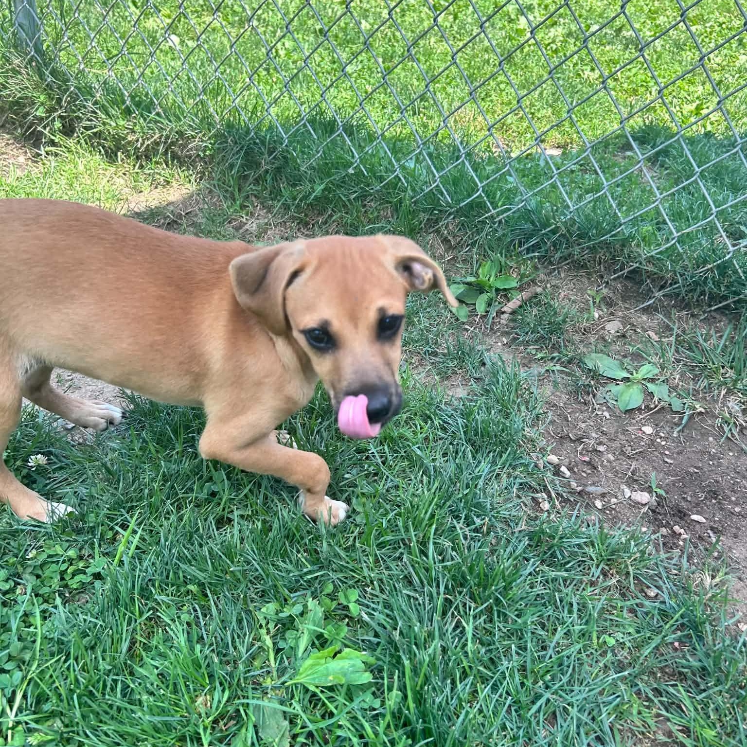Enlarge Molly, a ADOPTABLE mixed breed in Danbury, CT image 4/5