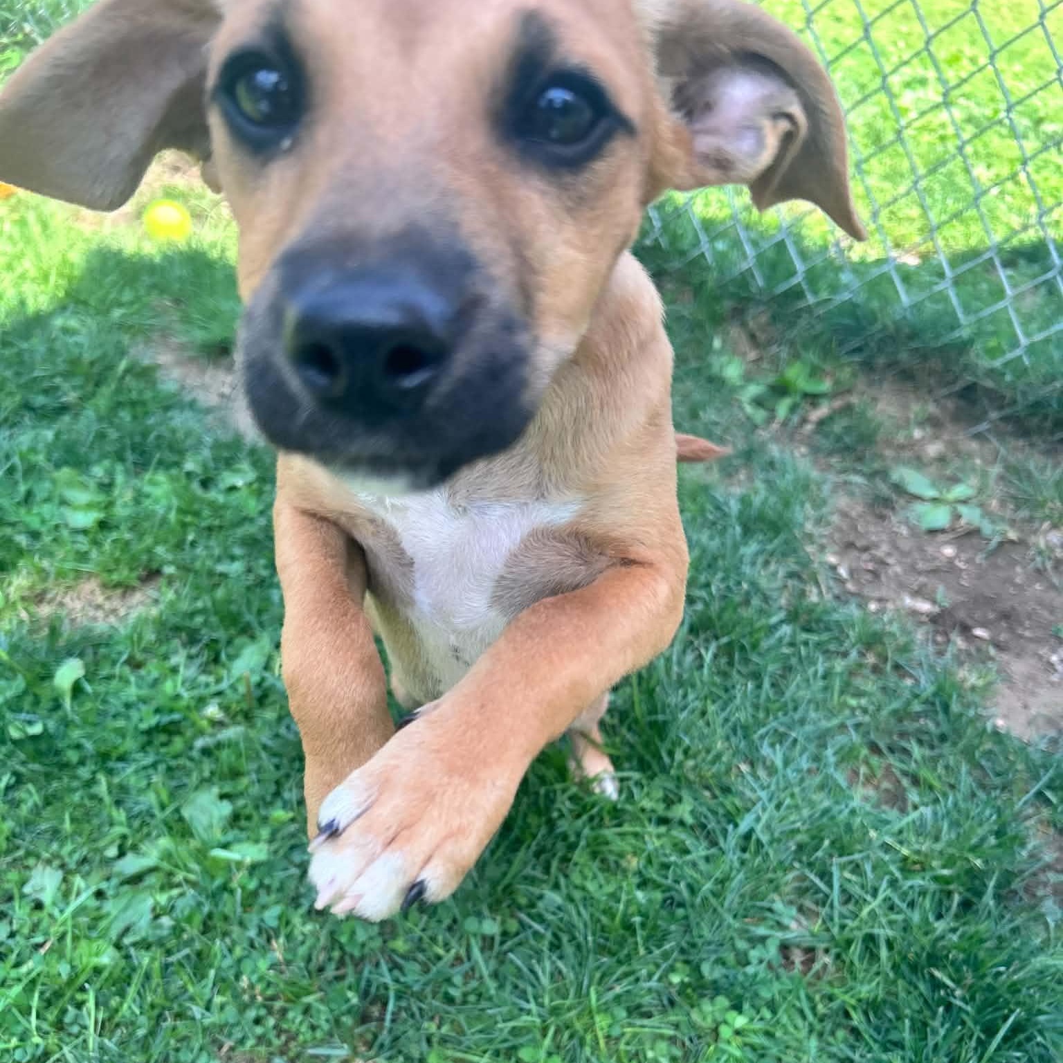 Enlarge Molly, a ADOPTABLE mixed breed in Danbury, CT image 3/5
