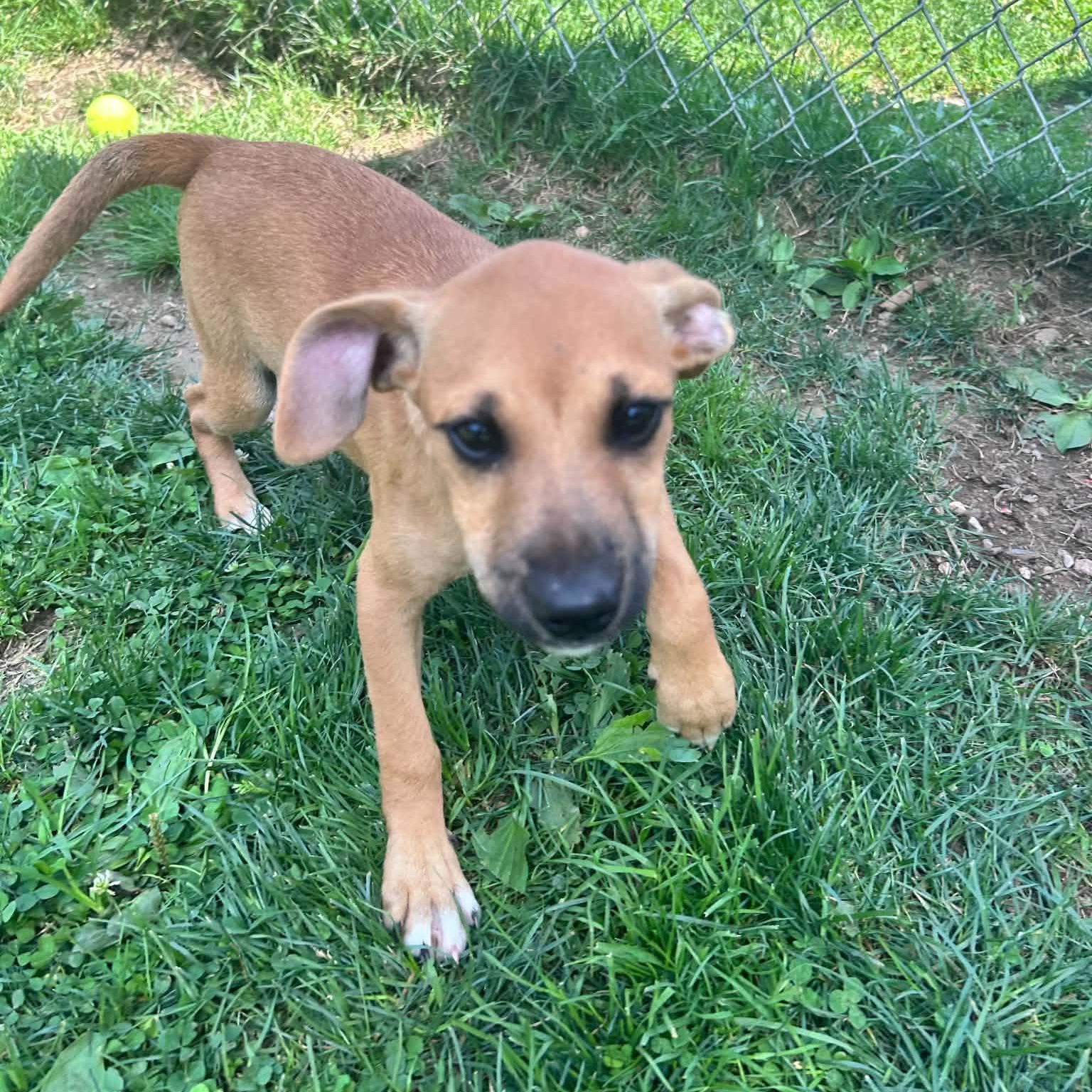 Enlarge Molly, a ADOPTABLE mixed breed in Danbury, CT image 1/5
