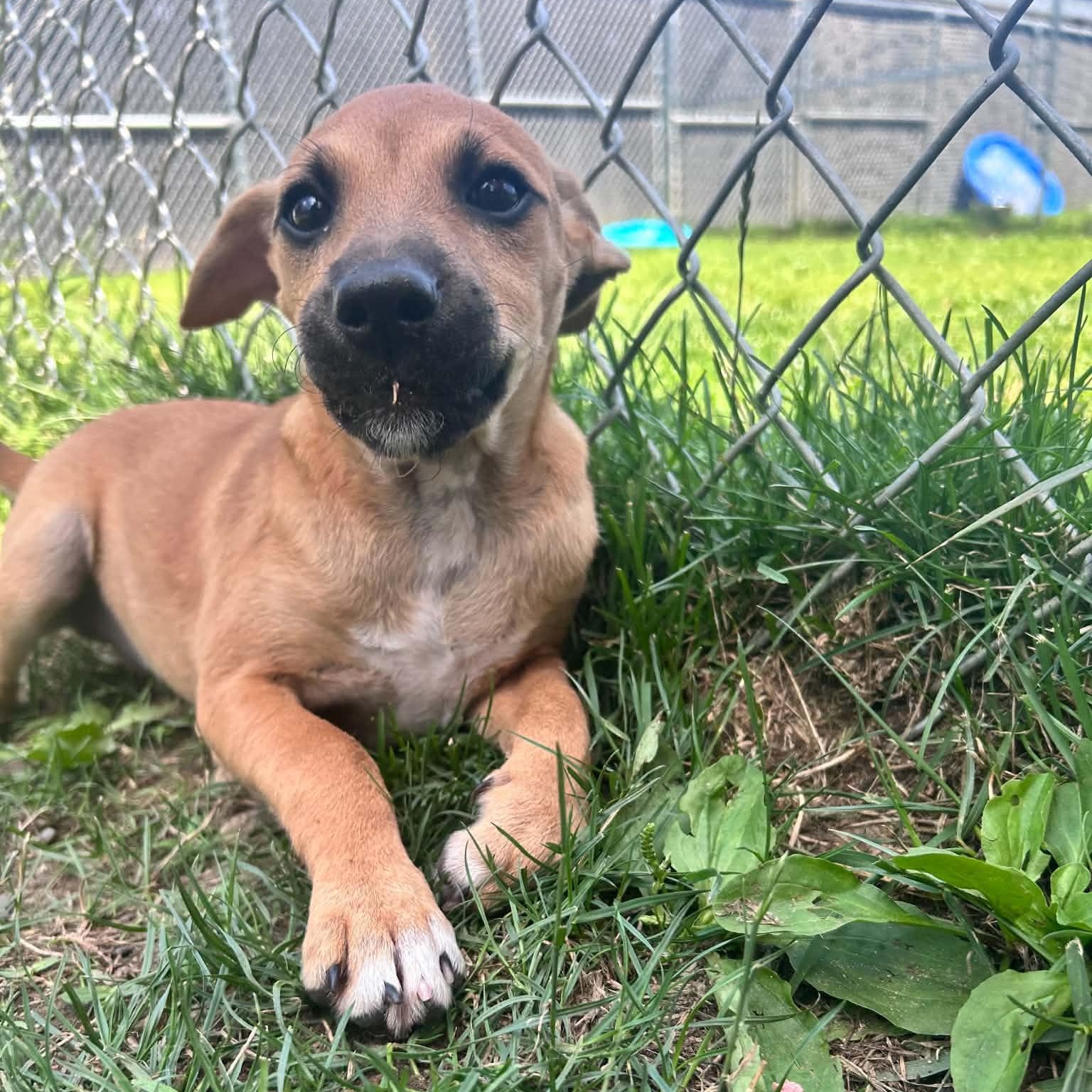 Enlarge Molly, a ADOPTABLE mixed breed in Danbury, CT image 2/5