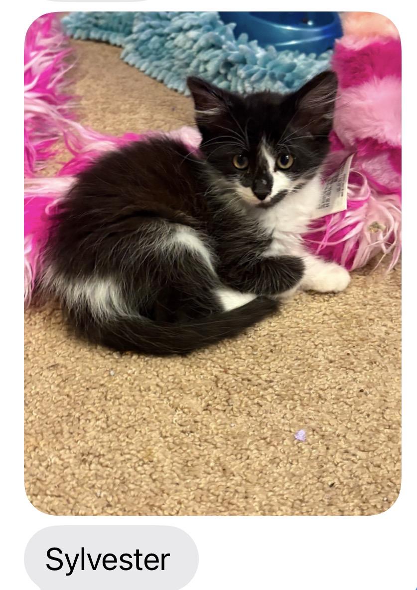 Sylvester, ADOPTABLE, Young Male Domestic Medium Hair.