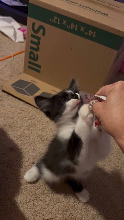 Enlarge Sylvester, a ADOPTABLE Domestic Medium Hair in Woodstock, GA video 2/2
