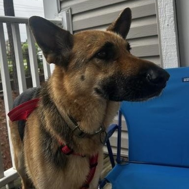 Jax, a ADOPTABLE German Shepherd Dog in Roswell, GA image 2/2