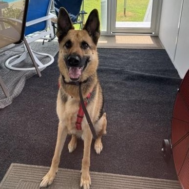 Jax, ADOPTABLE, Adult Male German Shepherd Dog.
