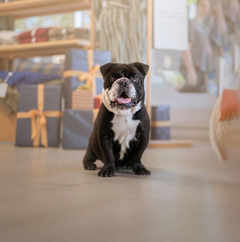 Enlarge Titus, a Adoptable mixed breed in Valley Village, CA image 1/2