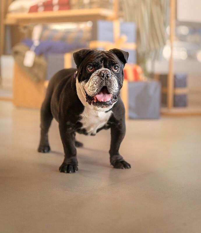 Enlarge Titus, a Adoptable mixed breed in Valley Village, CA image 2/2