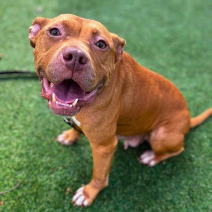 Enlarge Maisie, a Adoptable mixed breed in Gastonia, NC image 1/3
