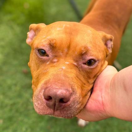 Enlarge Maisie, a Adoptable mixed breed in Gastonia, NC image 2/3