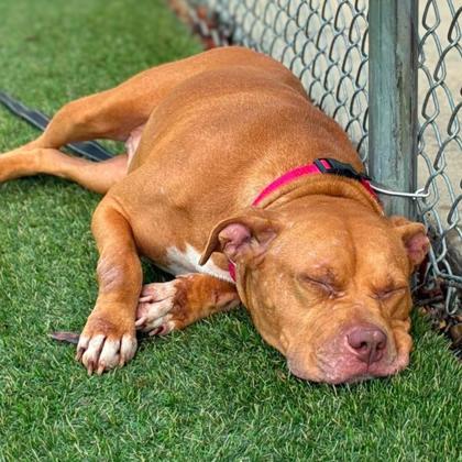 Enlarge Maisie, a Adoptable mixed breed in Gastonia, NC image 3/3