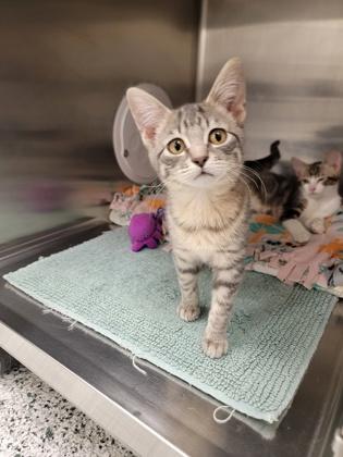 Justin, Adoptable, Kitten Male Domestic Short Hair & Domestic Short Hair.