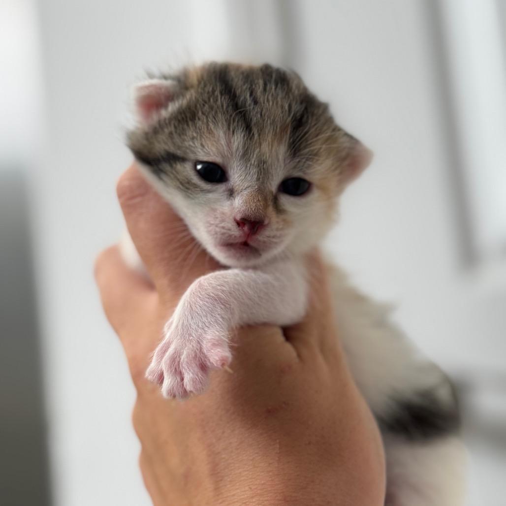 Sally, Adoptable, Kitten Female Domestic Short Hair.