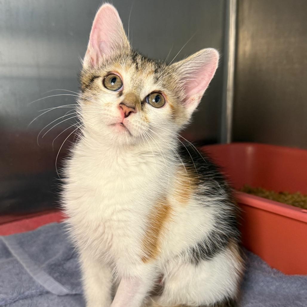 Enlarge Sally, a Adoptable Domestic Short Hair in Arden, NC image 3/6