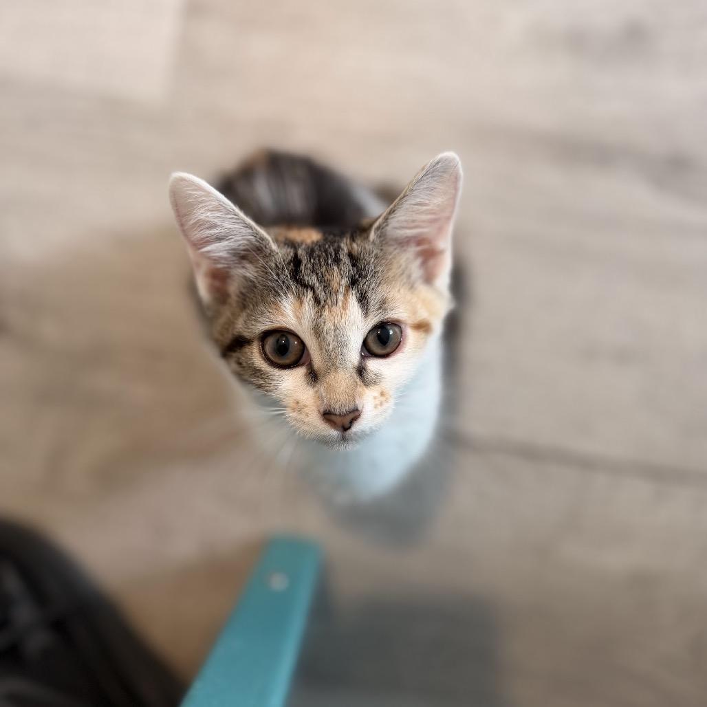 Enlarge Sally, a Adoptable Domestic Short Hair in Arden, NC image 4/6