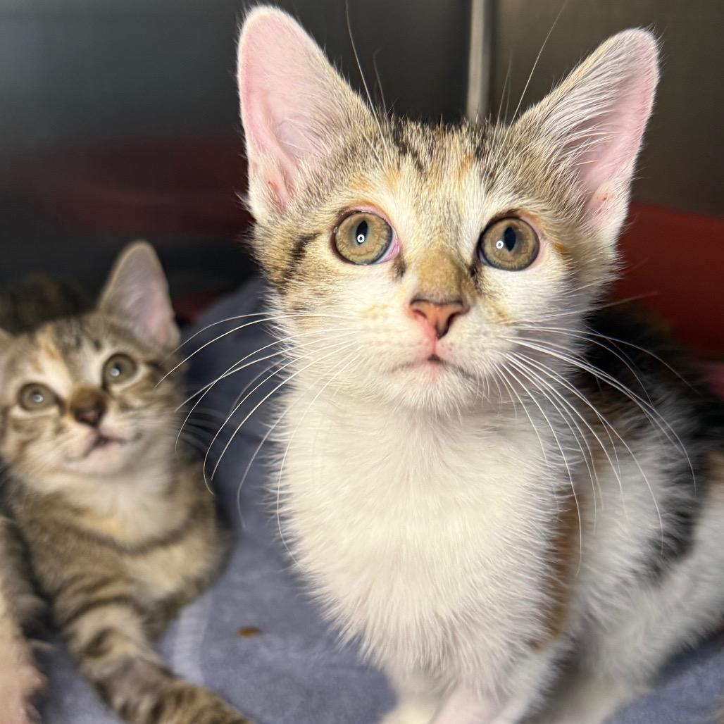 Enlarge Sally, a Adoptable Domestic Short Hair in Arden, NC image 5/6