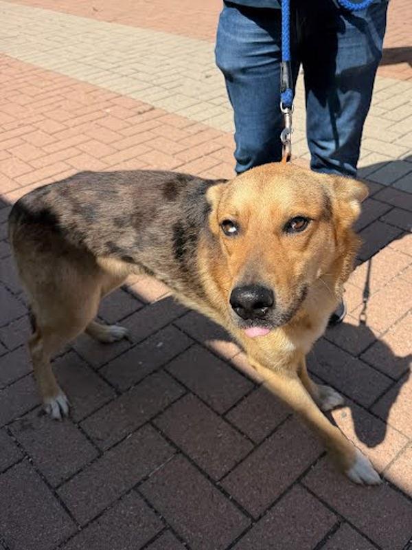 Enlarge Pooka, a Adoptable mixed breed in Austin, TX image 1/1